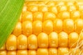 Maize seeds in corn cob covered with small water drops. Macro shot