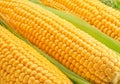 Maize seeds in corn cob covered with small water drops. Macro shot