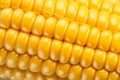 Maize seeds in corn cob. Macro shot Royalty Free Stock Photo