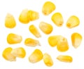 Maize seeds or corn seeds flying on white background Royalty Free Stock Photo
