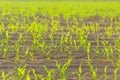 Maize shoots on farmer field agriculture spring