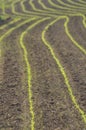 Maize shoots in rows