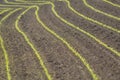 Maize shoots in rows