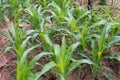 Maize - A small green garden of small baby corn plant Royalty Free Stock Photo