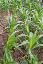 Maize - A small green garden of small baby corn plant Royalty Free Stock Photo