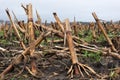 Maize stubbles, close-up