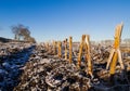 Maize stubbles in winter