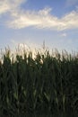 Maize, sweet corn, corn field, in sundown Royalty Free Stock Photo