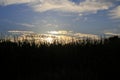 Maize, sweet corn, corn field, in sundown Royalty Free Stock Photo