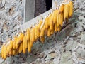 Maize, sweetcorn cobs hanging to dry in the sun. Royalty Free Stock Photo