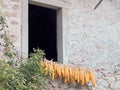 Maize, sweetcorn, corn cobs hanging outside window to dry. Royalty Free Stock Photo