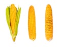 Maize in Three Growth Stages