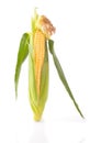 Maize unshucked cob Royalty Free Stock Photo
