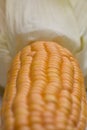 Maize (Zea mays) close-up