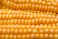 Maize (Zea mays) close-up