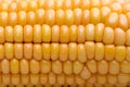 Maize (Zea mays) close-up