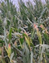 Maize, zea mays background .