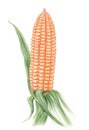 Maize Zea mays ear on a stalk over white background