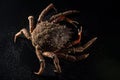 Maja Squinado (European Spider Crab), still life, Royalty Free Stock Photo