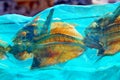 Majanicho dried Parrot fish Vieja in Fuerteventura