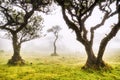 Majectic Trees Hidden under Fog in the Fanal Forest, Madeira