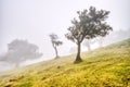 Majectic Trees Hidden under Fog in the Fanal Forest, Madeira Royalty Free Stock Photo