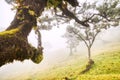 Majectic Trees Hidden under Fog in the Fanal Forest, Madeira Royalty Free Stock Photo