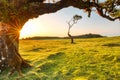 Majectic Trees During Sunset in the Fanal Forest, Madeira Royalty Free Stock Photo