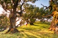 Majectic Trees During Sunset in the Fanal Forest, Madeira Royalty Free Stock Photo