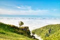 Majectic Trees During Sunset in the Fanal Forest, Madeira Royalty Free Stock Photo