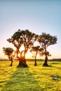 Majectic Trees During Sunset in the Fanal Forest, Madeira Royalty Free Stock Photo