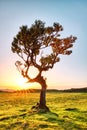 Majectic Trees During Sunset in the Fanal Forest, Madeira Royalty Free Stock Photo