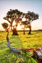 Majectic Trees During Sunset in the Fanal Forest, Madeira Royalty Free Stock Photo