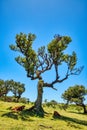 Majectic Trees During Sunset in the Fanal Forest, Madeira Royalty Free Stock Photo