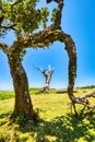 Majectic Trees During Sunset in the Fanal Forest, Madeira Royalty Free Stock Photo