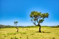 Majectic Trees During Sunset in the Fanal Forest, Madeira Royalty Free Stock Photo