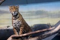 Majesctic jaguar watching around him