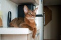 The majestic Abyssinian cat lies on the kitchen countertop.