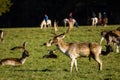 Deers at Phoenix Park. Dublin. Ireland Royalty Free Stock Photo