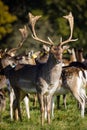 Deers at Phoenix Park. Dublin. Ireland Royalty Free Stock Photo