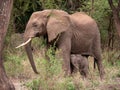 Majestic adult elephant and its adorable calf walking through the dense forest