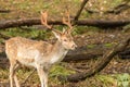 Majestic adult male fallow deer stag