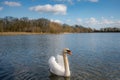 Majestic adult mute swan seen alone on a large inland lake in the United Kingdom.