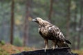 Majestic adult raptor Golden eagle, Aquila chrysaetos