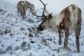 Majestic adult reindeer in snow-covered field in the Cairngorms, Scotland on a foggy day