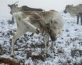 Majestic adult reindeer in snow-covered field in the Cairngorms, Scotland on a foggy day