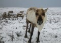 Majestic adult reindeer in snow-covered field in the Cairngorms, Scotland on a foggy day