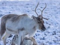 Majestic adult reindeer in snow-covered field in the Cairngorms, Scotland on a foggy day