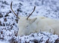 Majestic adult reindeer in snow-covered field in the Cairngorms, Scotland on a foggy day