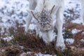 Majestic adult reindeer in snow-covered field in the Cairngorms, Scotland on a foggy day